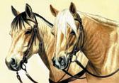 Western, Equine Art - Rodeo Horses
